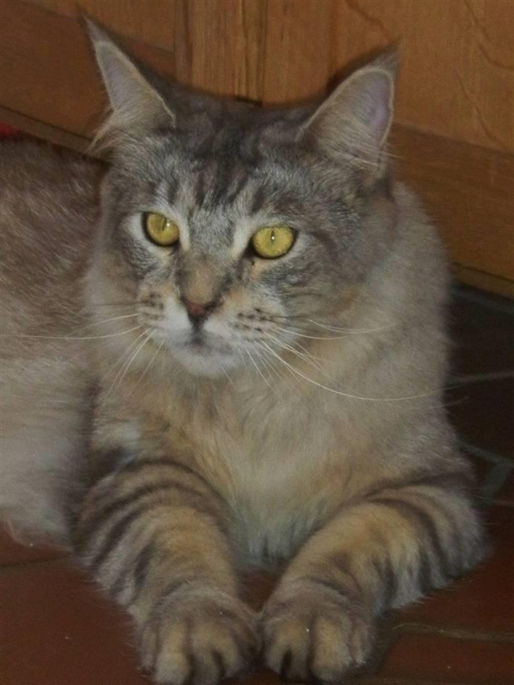 Maine Coon nemo billede 5