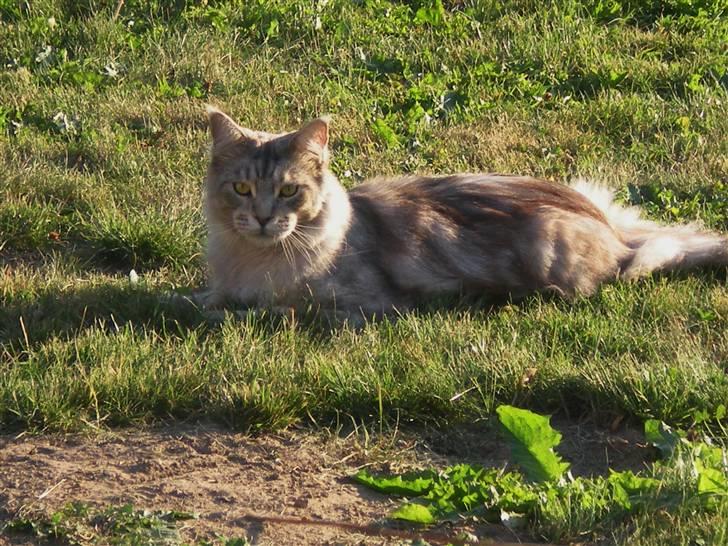 Maine Coon nemo billede 6