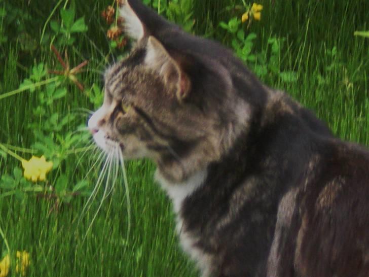 Maine Coon nicko billede 6