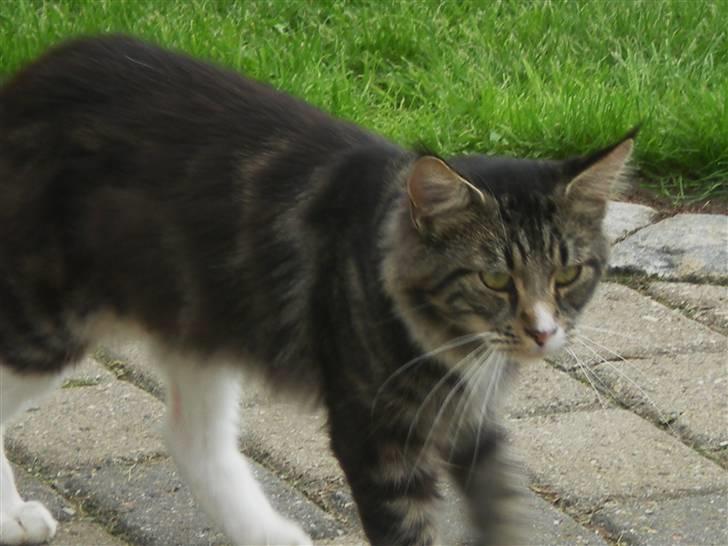 Maine Coon nicko billede 7