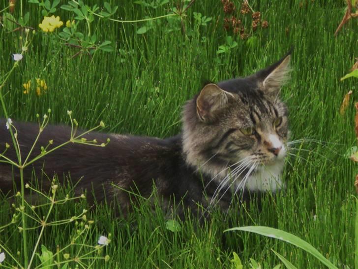 Maine Coon nicko billede 8