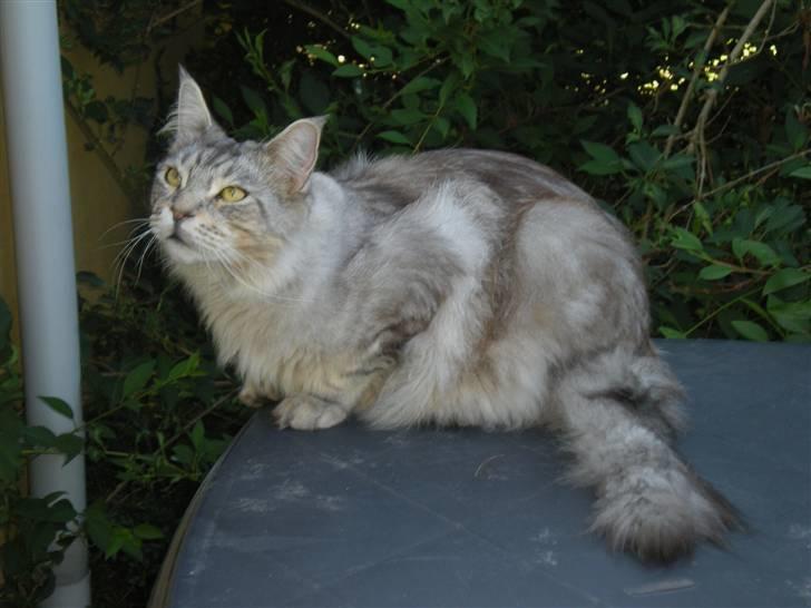 Maine Coon nemo billede 7
