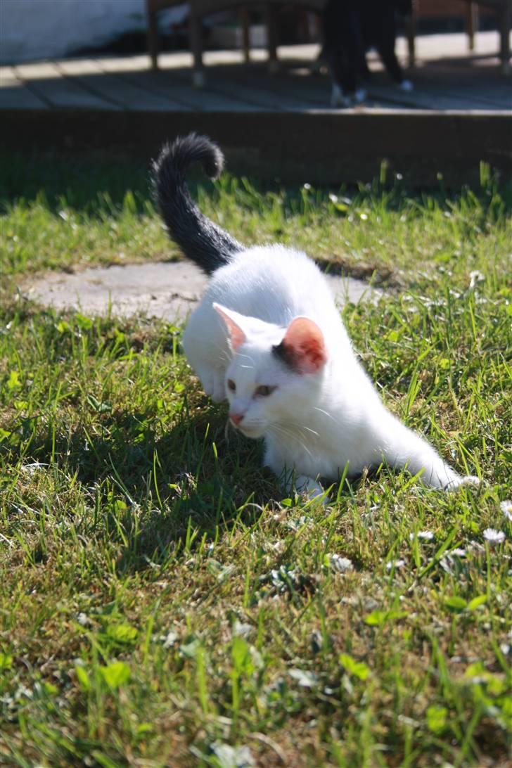 Blanding af racer | Bianco | Solgt! :(  billede 10