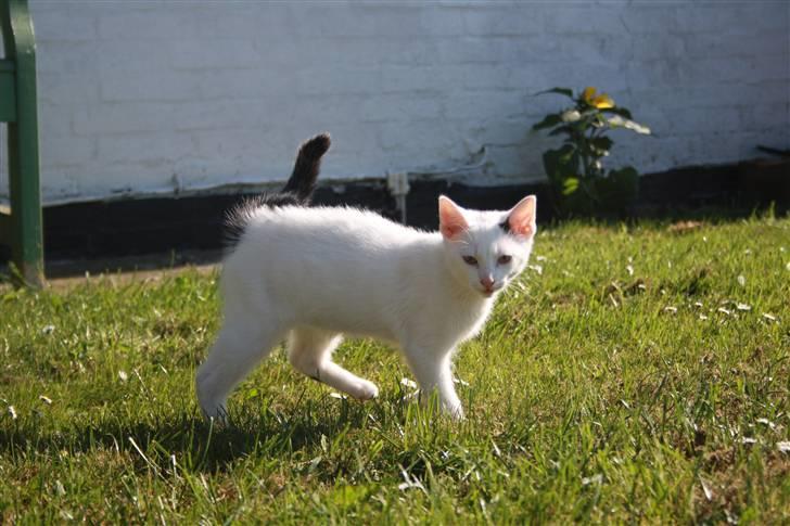 Blanding af racer | Bianco | Solgt! :(  billede 11