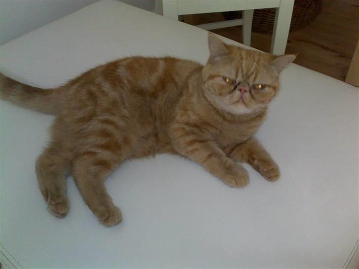 Exotic Alomi's Mikkel billede 3