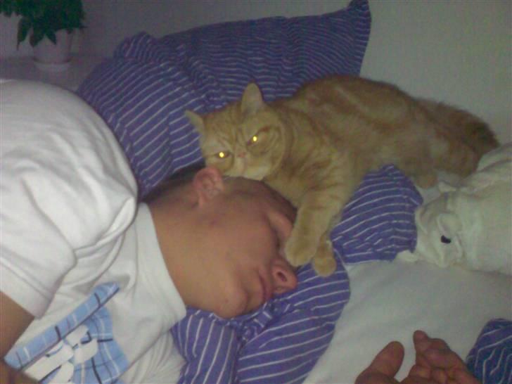 Exotic Alomi's Mikkel - "Vi kan godt li´ at gå tidligt i seng og putte" billede 4