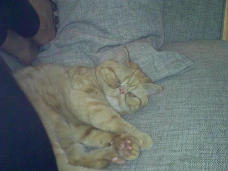 Exotic Alomi's Mikkel billede 5