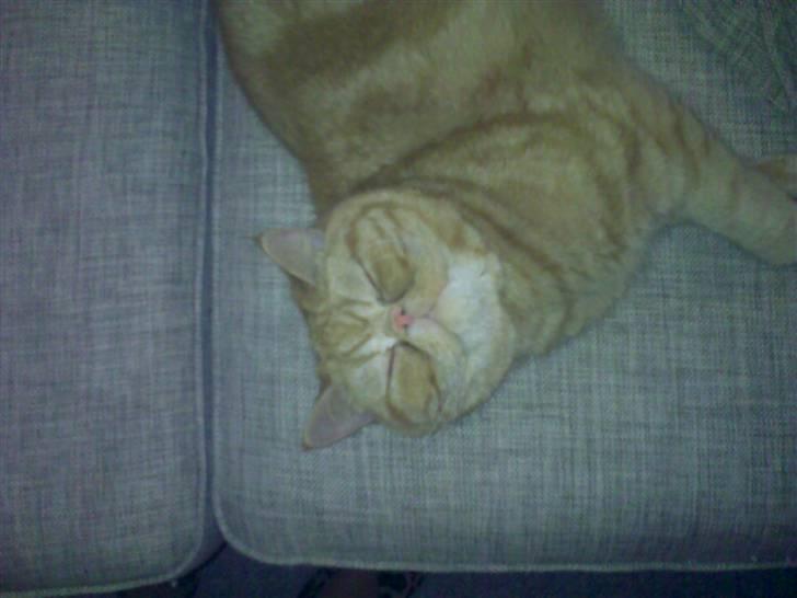 Exotic Alomi's Mikkel - "Jeg er bare så glad" billede 6