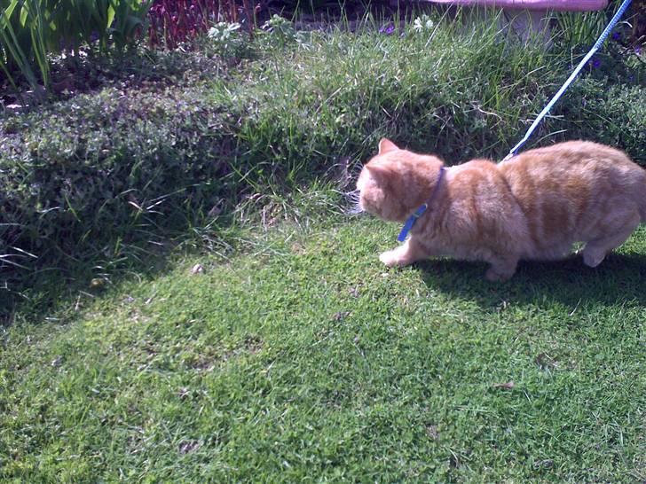 Exotic Alomi's Mikkel - "Så er jeg lige ude og se mormor´s have" billede 7