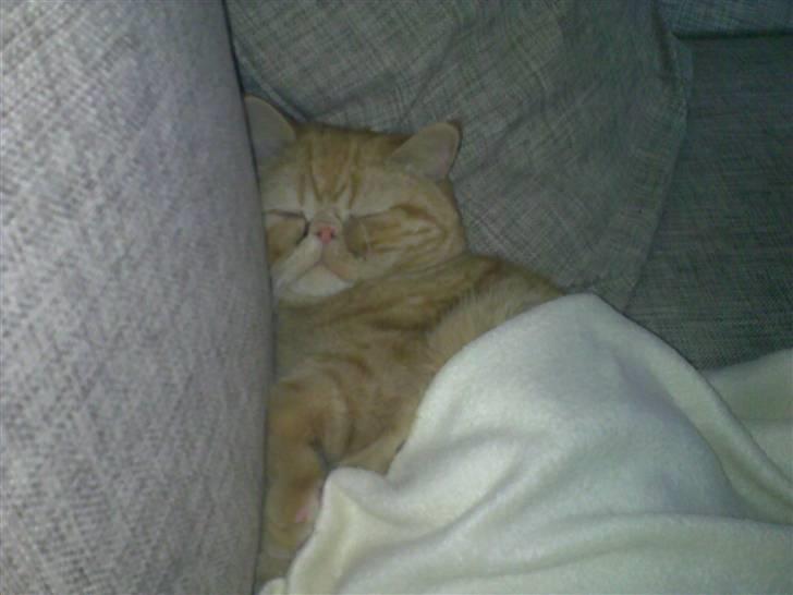 Exotic Alomi's Mikkel - "Jeg kan også fryse" billede 9