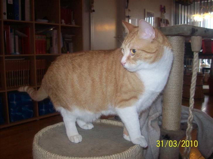 Huskat Tiger - "Jeg har lige mødt Plys (en kanin) og jeg er lidt forvirret over det - for han vil gerne lege med mig. billede 1