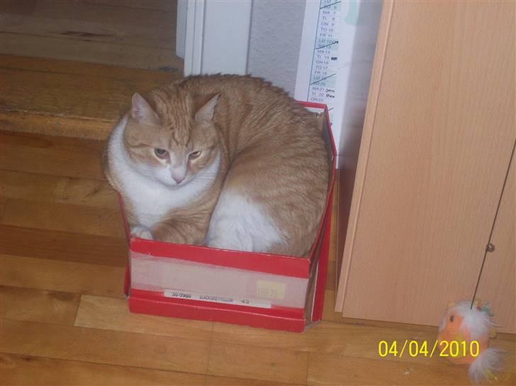 Huskat Tiger - En skotøjs æske, der er lidt for lille. Han havde fået den bredt lidt ud, men så tog min kæreste den og tapede den til. Tiger ville ikke i nærheden af ham, før dagen efter :o) billede 2