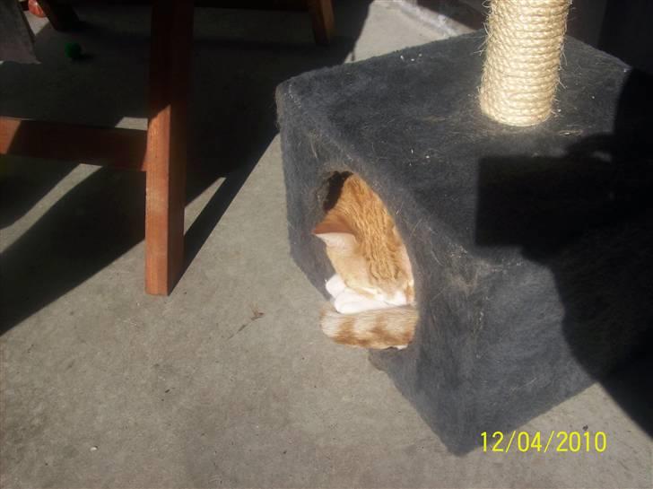 Huskat Tiger - "Jeg vil altså være her" billede 3