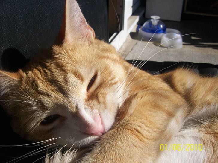 Huskat Tiger - Vi hygger på altanen, og Tiger lå og "pelsende" sig selv, og så bider han lidt i benet engang i mellem for at få det hele med. billede 4