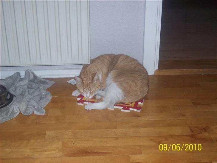 Huskat Tiger - Disneys prinsesser er på den brik han ligger på, han er så glad for den. Vi må IKKE flytte den, så gider han ikke snakke med os. billede 5