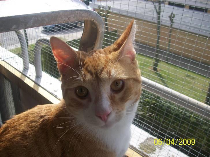 Huskat Tiger - Det ser lidt forvirrende ud for Tiger, men han elsker at være på altanen. billede 6