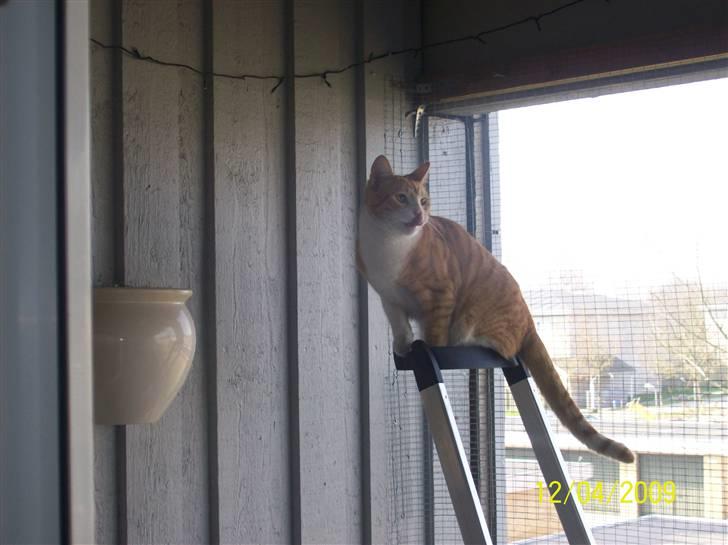 Huskat Tiger - Vi havde lige fået "lukket" altanen med net, og stigen var ikke blevet fjernet endnu - det benyttede Tiger sig af. billede 7