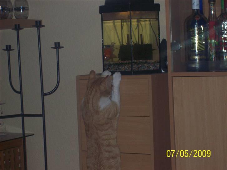 Huskat Tiger - Tiger siger "hej" til vores fisk :o)  billede 8