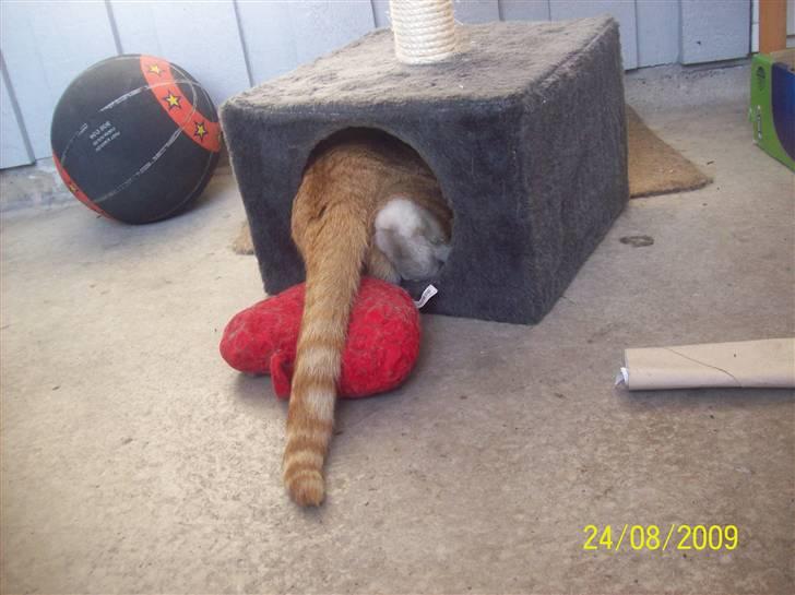 Huskat Tiger - Tiger kan ikke rigtig forstår hvorfor han ikke kan blive ved med at ligge steder han en gang kunne. billede 9