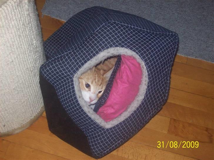 Huskat Tiger - Tiger kan, som sagt, godt lide at putte og sove sjove steder - laver en mappe senere med sjove og mærkelige sover måder billede 10