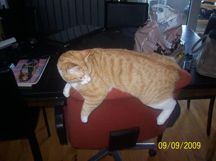 Huskat Tiger - Tiger kunne godt lide min kontorstol, og han holdte meget af at ligge der hvor han gør - specielt når jeg sad i den. (Stolen har vi desværre ikke mere) billede 11