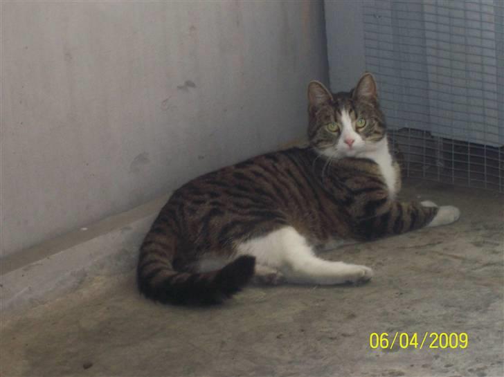 Huskat Wiskas - Wiskas kan godt lide at putte ude på altanen. billede 1