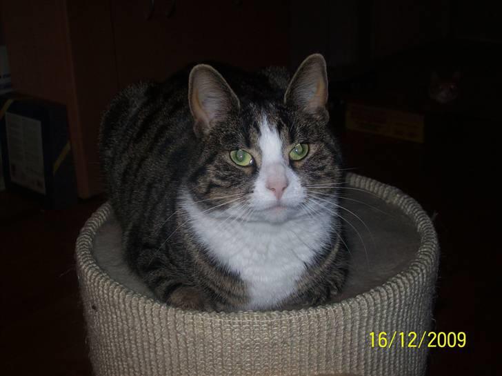 Huskat Wiskas - Putter på tønden. billede 2