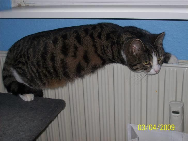 Huskat Wiskas - Her er hun igen på radiatoren. billede 3