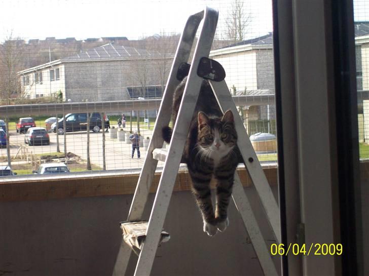 Huskat Wiskas - "Jeg hænger lige ud på altanen" billede 4