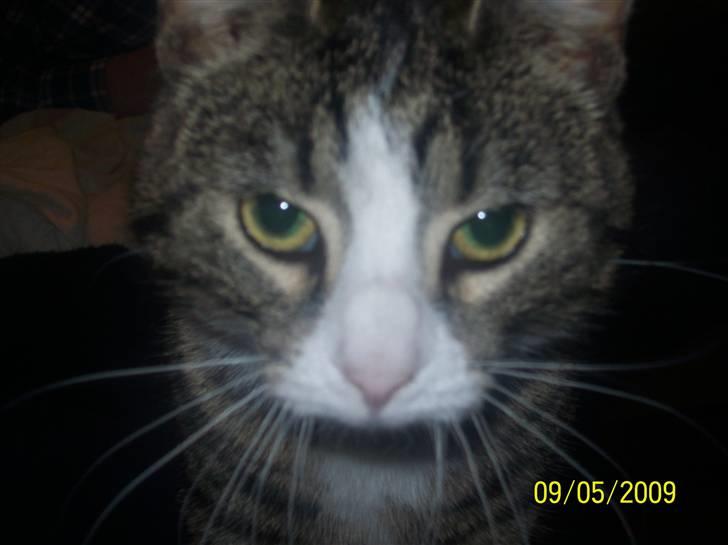 Huskat Wiskas - "My close up" billede 5