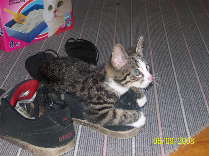 Huskat Wiskas - Den første dag; Vi havde besøg af en kammerat, og Wiskas puttede sig straks oven på hans sko. billede 6