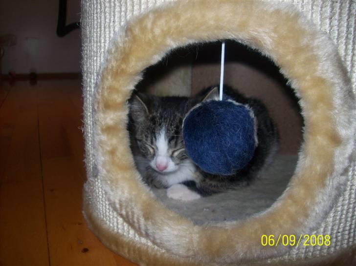 Huskat Wiskas - Den første dag vi havde dem, og hun lagde sig allerede til at sove få timer efter vi var kommet hjem. billede 7