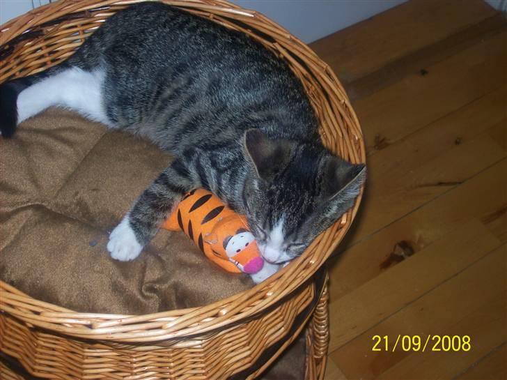 Huskat Wiskas - Wiskas putter med hendes helt egen Tigerdyret bamse. billede 8