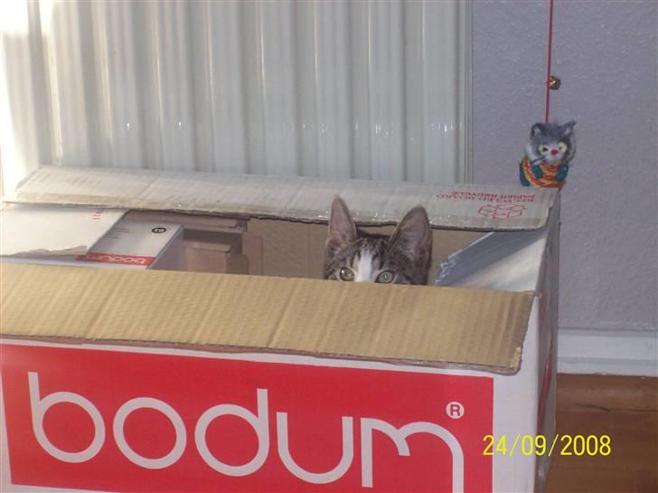 Huskat Wiskas - "kuk kuk" billede 9