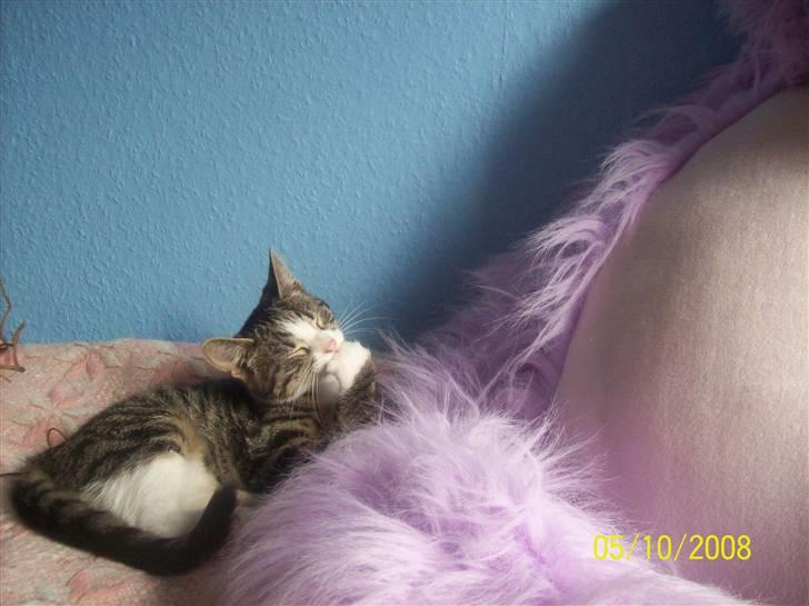 Huskat Wiskas - Wiskas hygger på sengen i vores ekstra værelse. billede 10