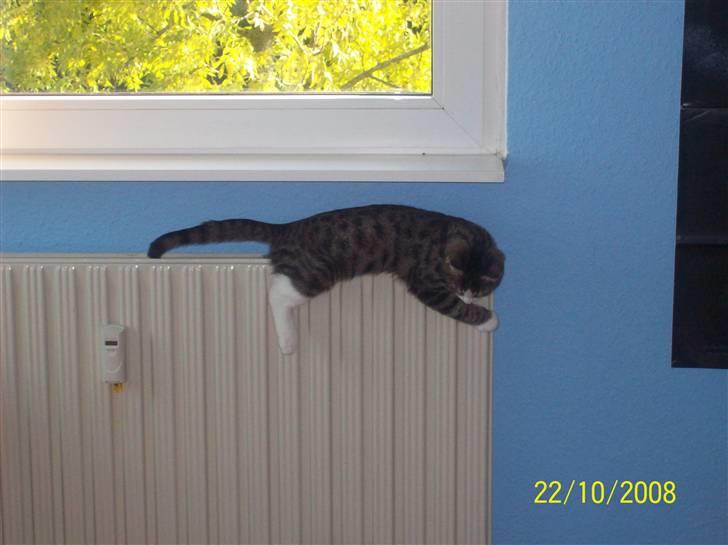 Huskat Wiskas - Wiskas kan godt lide at ligge på radiatoren, og vi ved virklelig ikke hvorfor. For der er sommer, så den er slukket. billede 11