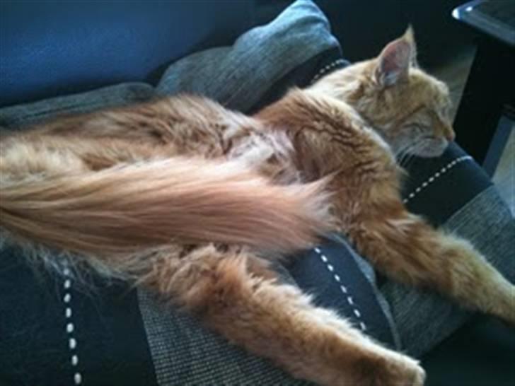 Maine Coon Orla - Det er verdens bedste pude zzZZZzzz billede 13