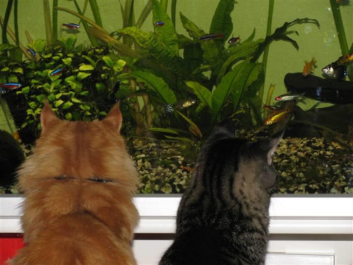 Maine Coon Orla - Orla og "lillebror" kigger fiske tv.. billede 14