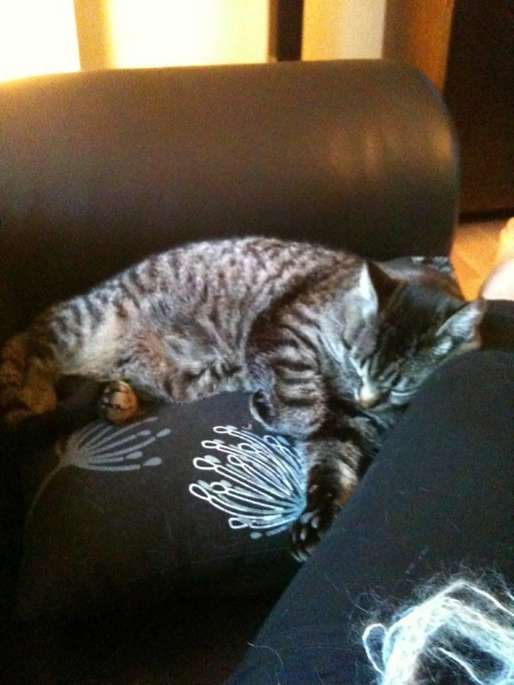 Huskat Agent 00knurhår billede 11