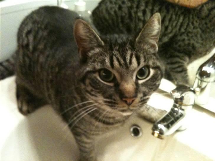 Huskat Agent 00knurhår billede 12