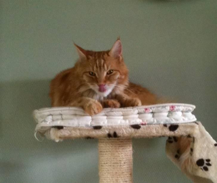 Maine Coon Orla billede 15