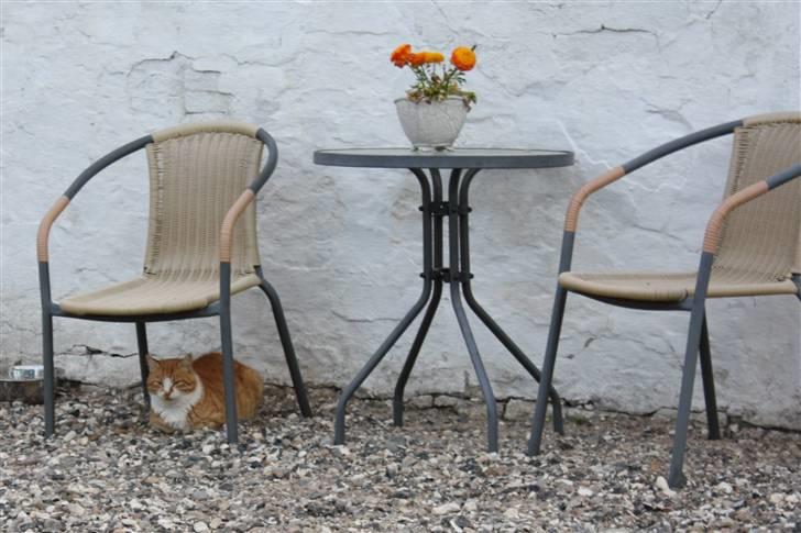 Huskat Benjamin R.I.P billede 9