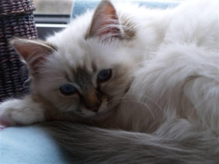 Hellig Birma Izarra's Bentley - Ligger og ser nuttet ud i vindueskarmen, når min mor sidder ved pc´en billede 1