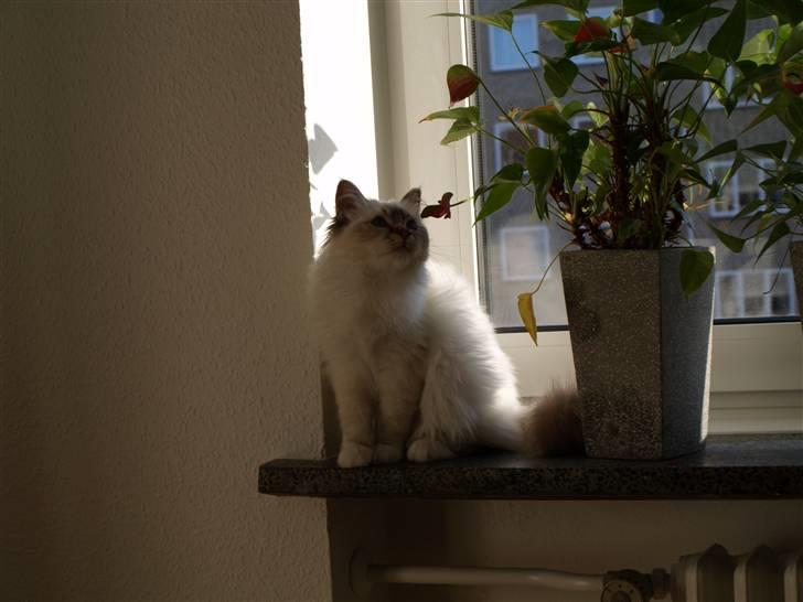 Hellig Birma Izarra's Bentley - Meget fristende blomst ... kigger bare .. endnu da ;-) billede 2