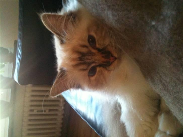 Hellig Birma Izarra's Bentley - Ligger og varmer mors ben, når hun ser tv billede 3