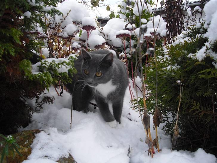 Huskat Møllerhusets Mille - Mille i sneen :) billede 4