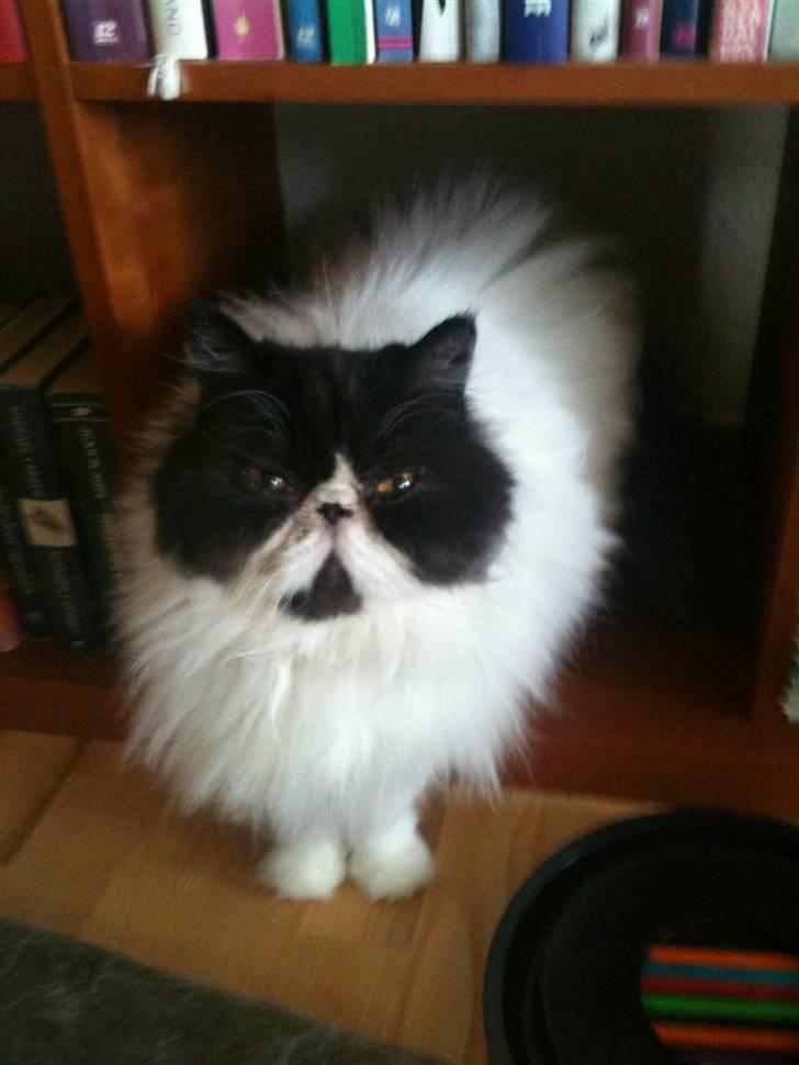 Perser Bonna's Emil - Kommer søvndrukken ud fra bogreolen billede 1