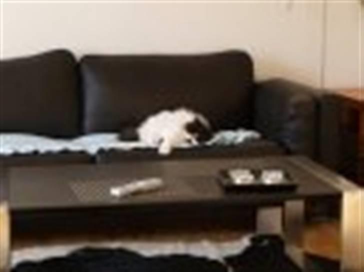 Perser Bonna's Emil - Dejligt at have sofaen helt for sig selv billede 2