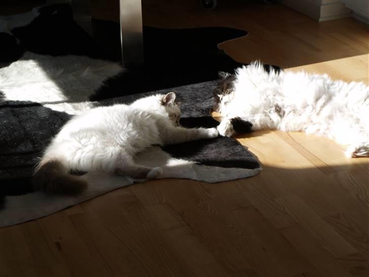 Perser Bonna's Emil - Sol på maven er en dejlig opfindelse  billede 3