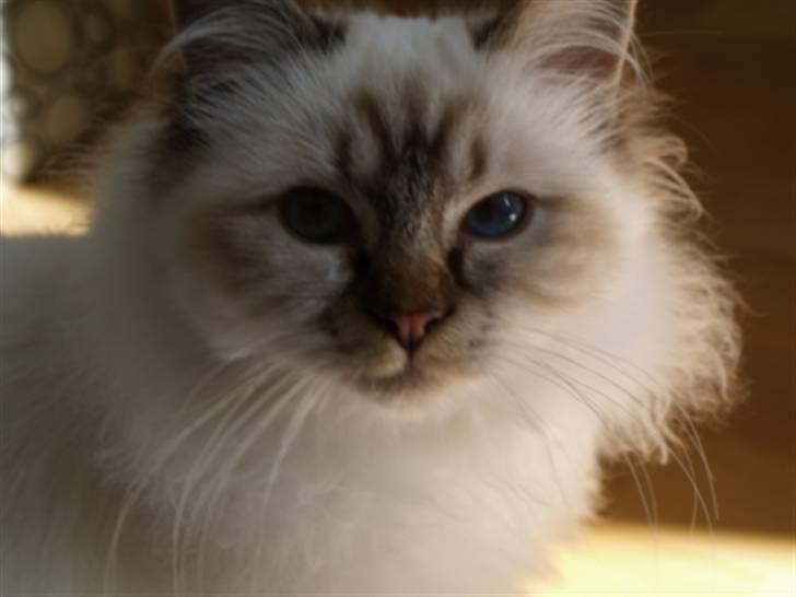 Hellig Birma Izarra's Bentley billede 4